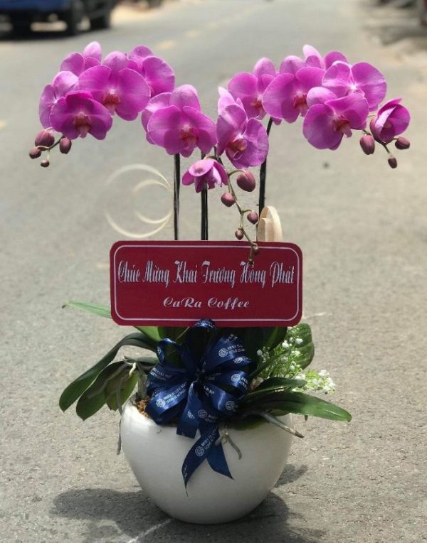 hoa lan hồ điệp lhđ 01