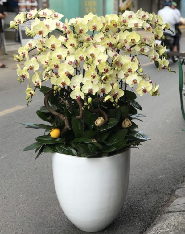 hoa lan hồ điệp lhđ 06