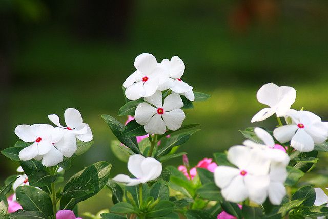 hoa màu trắng 10