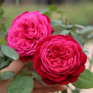 Ý nghĩa số lượng hoa hồng trong tình yêu